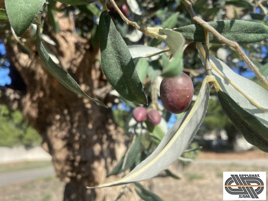 détail sur feuillage et olives d'un olivier d'occasion