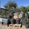 Lot d'arbres et arbustes artificiels (oliviers, petits cyprès et papyrus factices )